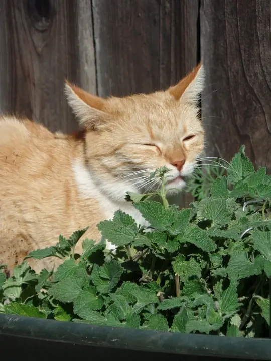 Can I give Catnip to my cat?