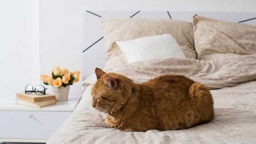 cat sleeping at the foot of the bed