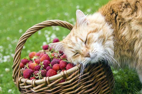 are strawberries bad for cats