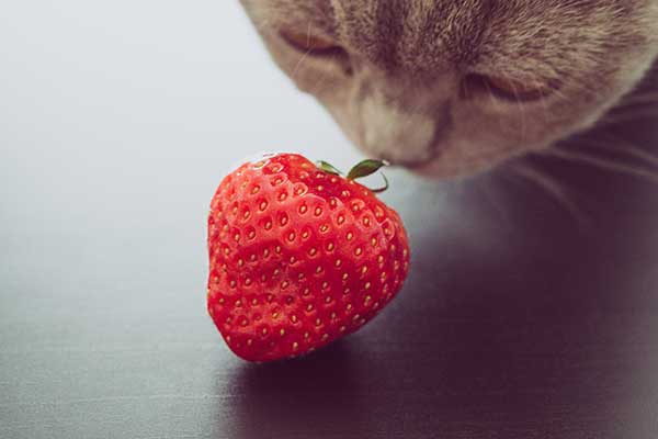 are cats allergic to strawberries