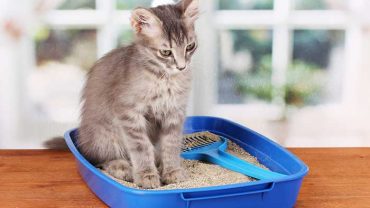 best dust free cat litters