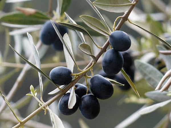 can cats eat kalamata olives
