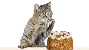 is cake bad for cats?