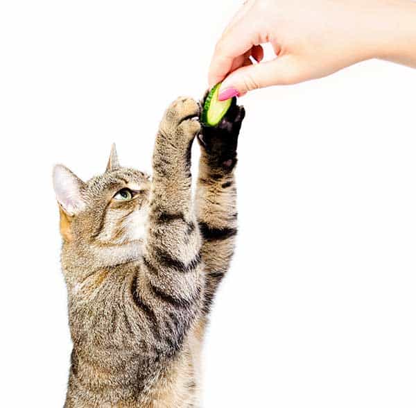 kittens and cucumbers 