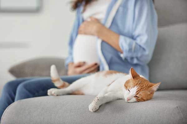 do cats get clingy when your pregnant