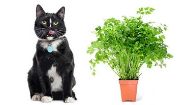 is parsley safe for cats?
