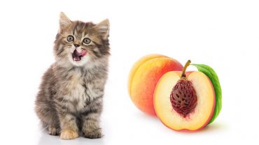 can cats have peaches?