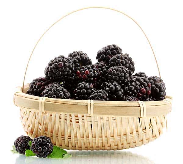 blackberries for cats