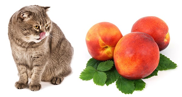 can cats eat peach ice cream