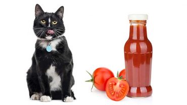 can I give my cat ketchup?