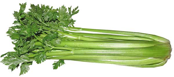 can cats eta raw celery?