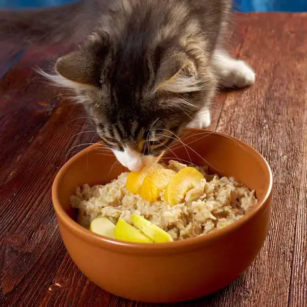 can kittens eat oatmeal
