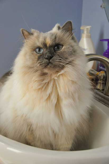 cat in the bath tub