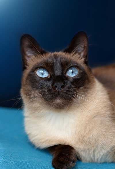 how expensive are Siamese cats?