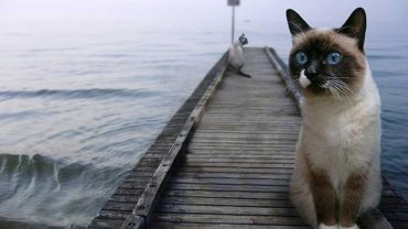 why do siamese cats like water?