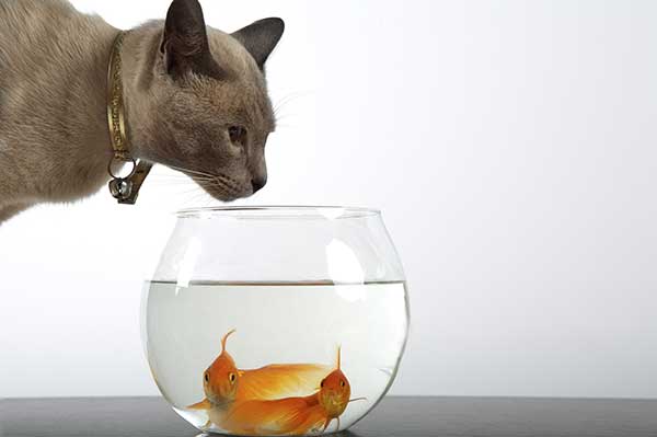 Siamese cat playing with golden fish