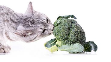 Can Cats Eat Broccoli?