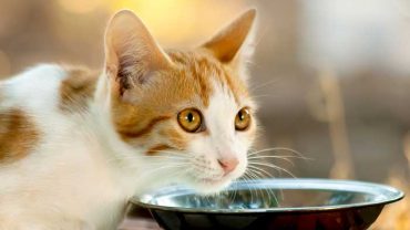 is almond milk safe for cats?
