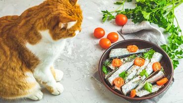 are sardines safe for cats?