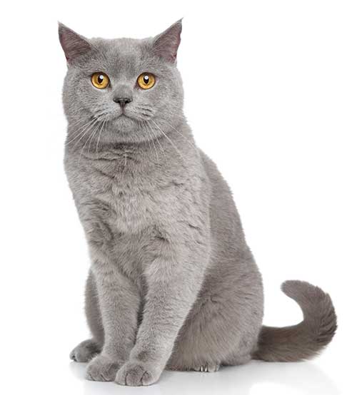 british shorthair cat portrait