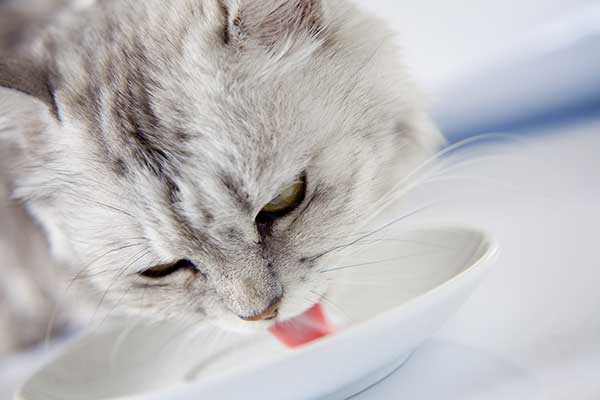 almond milk for cats guide