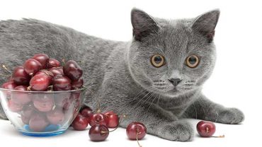 Can I Give My Cat Cherries?