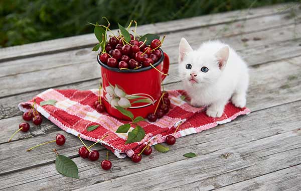 kitten with cherries