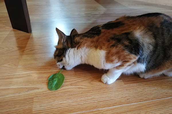 tricolor cat eating raw spinach