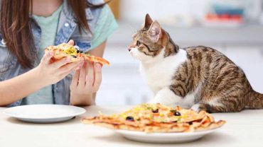 Is Pizza Safe For Cats?