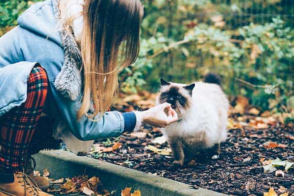 girl feeding a siamese cat
