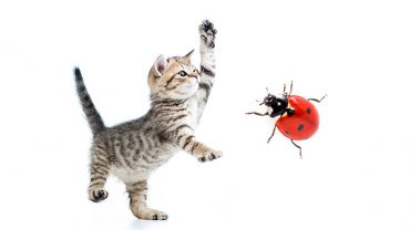 are ladybugs poisonous to cats?