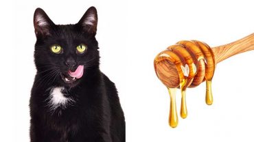Can Cats Eat Honey?