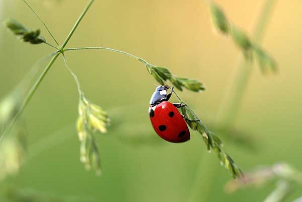 Are Red Ladybugs Poisonous to Cats?