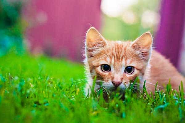 young kitten hunting on green grass
