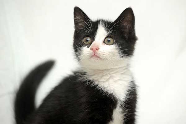 Cute Black and White Kitten