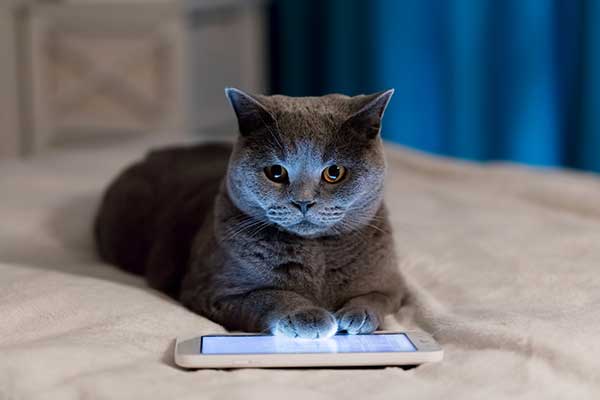 cute cat using tablet