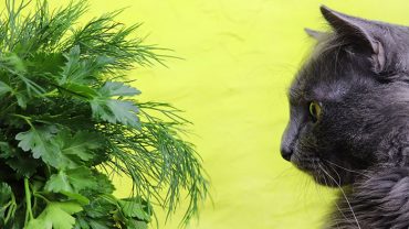 Can cats eat dill?