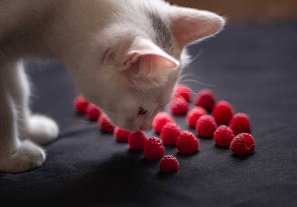 how many raspberries can cats eat?