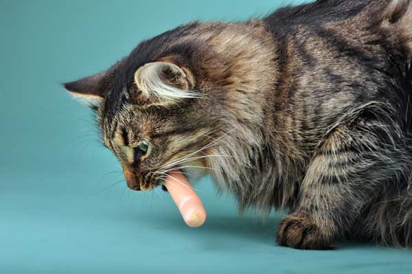adult cat eating hotdog