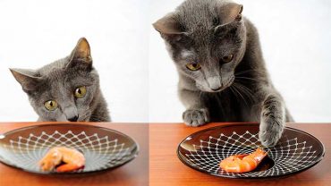 Is Shrimp Bad For Cats?