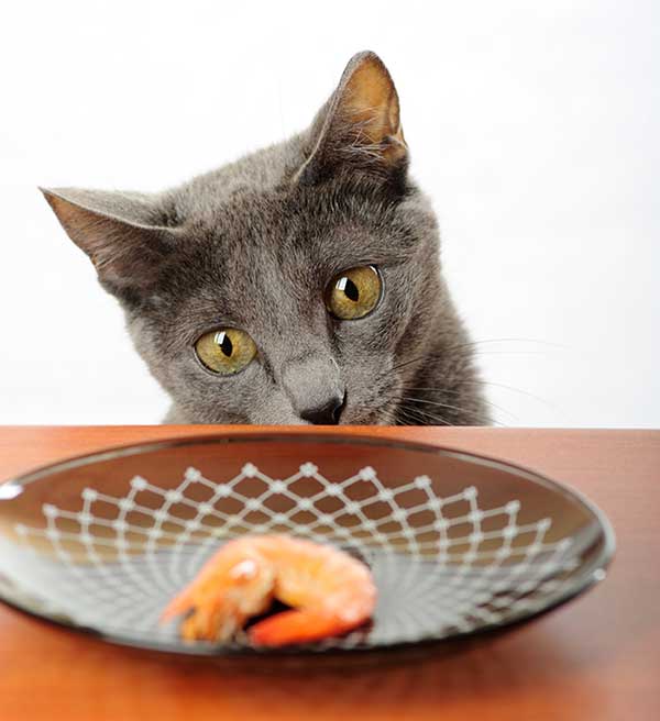 Can Cats Get Sick From Eating Shrimp?