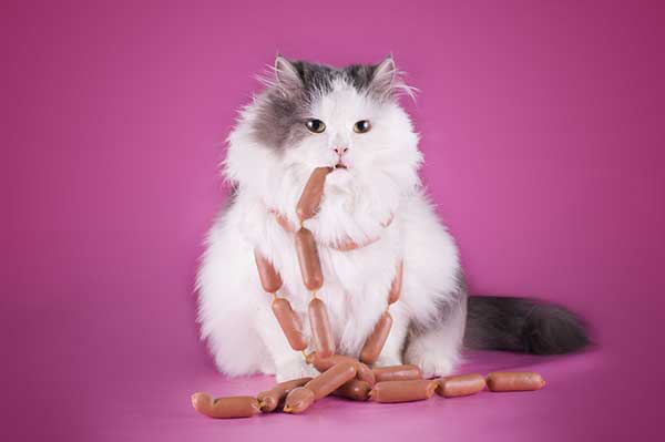 fat cat eating sausages