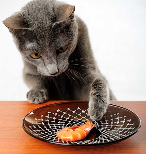 Can Kittens Eat Shrimp?