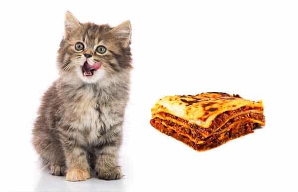 Can Cats Eat Lasagna?