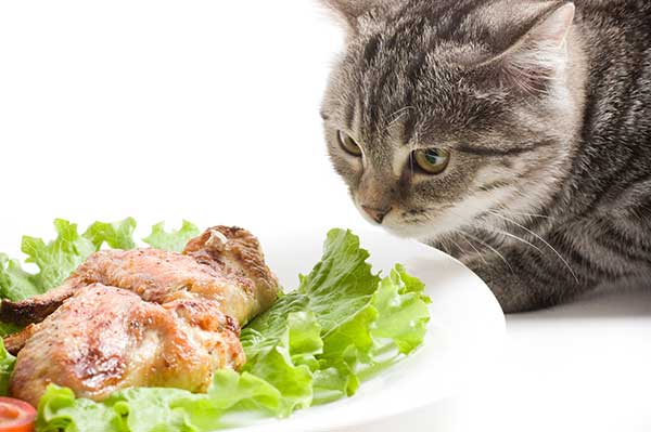 can cats eat raw lettuce?