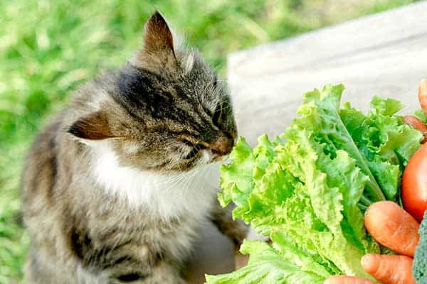 IS LETTUCE SAFE FOR A CAT TO EAT?