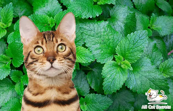 Is Mint Safe for Cats?