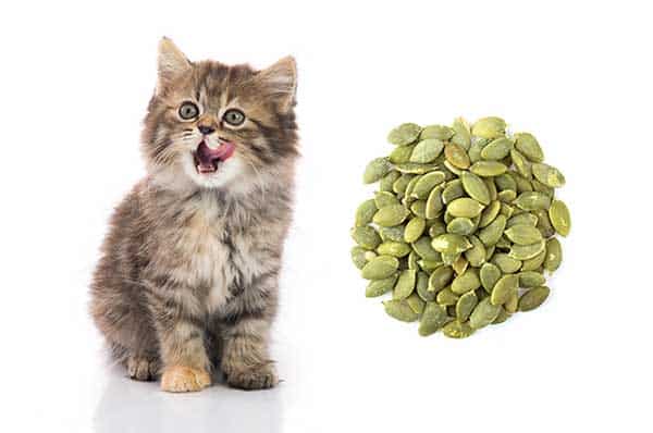Cats Have Pumpkin Seeds?