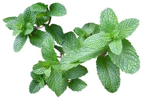 are mint leaves safe for cats?