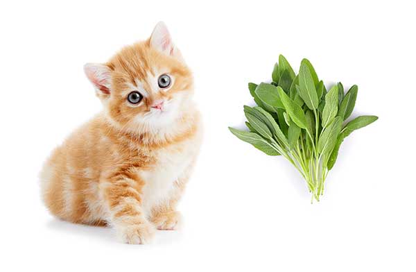 is sage safe for cats?